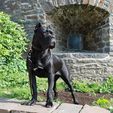 be674d65df9657430b5ff54e746f6ee9.jpeg LAMP / LITHO Cane Corso