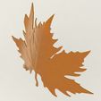 11.jpg plane tree leaf