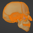 32.png 3D Model of Skull with Brain and Brain Stem - best version