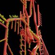 PS0026.jpg Human arterial system schematic 3D