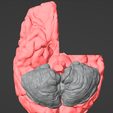 6.png 3D Model of Brain - section