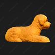 1982-Bichon_Frise_Pose_08.jpg Bichon Frise Dog 3D Print Model Pose 08