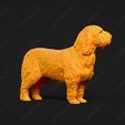 1023-Basset_Griffon_Vendeen_Petit_Pose_02.jpg Basset Griffon Vendeen Petit Dog 3D Print Model Pose 02