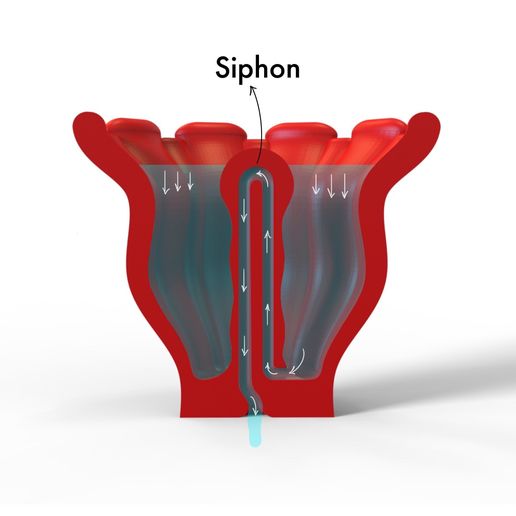 IMG_4524.jpeg Coral cruel