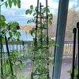 5a606730-0a11-4388-8a7a-2f2b1f596248.jpeg Estaca de tomate - Estaca de planta