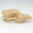 DSC_0971.jpg Dog Skull (Scanned)