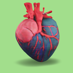 coeur-anatomique-1.png anatomical heart