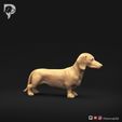 Dachshund-Miniature-Smooth-Haired-Pose-01-Dog-3D-Print-2s.jpeg Dachshund Miniature Smooth Haired Pose 01