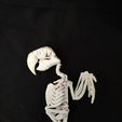 IMG_20231007_144003775.jpg Parrot Skeleton