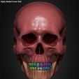 Highly-Detailed-Human-Skull-019.jpg Highly Detailed Human Skull
