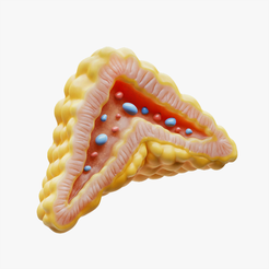 Adrenal_Tumbnail.png Fichier 3D Anatomie de la glande surrénale en coupe transversale・Modèle pour impression 3D à télécharger