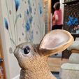 20230630_213246.jpg Lapin