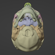 6.png 3D Model of Skull Anatomy - ultimate version