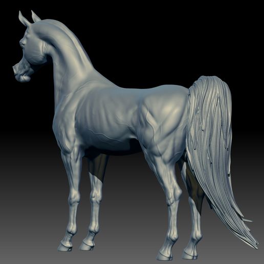 09.jpg Arabian Horse