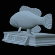 White-grouper-statue-41.png fish white grouper / Epinephelus aeneus statue detailed texture for 3d printing