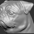 5.jpg Pug head for 3D printing