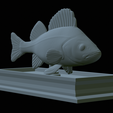 Perch-statue-23.png fish perch / Perca fluviatilis statue detailed texture for 3d printing