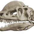 02.jpg The Dilophosaurus, 3D skull
