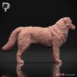 Bernese-Mountain-Dog-Pose-02-Dog-3D-Print-3s.jpeg Bernese Mountain Dog 3D Print Model Pose 02