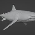 Carcharodon3D_01.jpg White shark (Carcharodon carcharias)