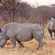 Waterberg_Nashorn2.jpg Civil War Rhinoceros Builder for Yellow Wall Enthusiasts