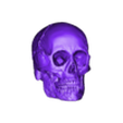 50th_percentile_male_human_skull.stl 50th percentile male human skull