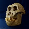 australopithecus-anamensis-01.jpg Australopithecus anamensis skull reconstruction