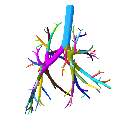 6.png Tracheobronchial Tree Segmented in 101 Parts
