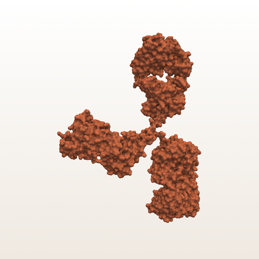 IgG Antibody Protein (PDB 1IGT) - 3D Molecular Surface Model
