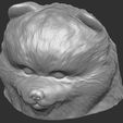 17.jpg Puppy of Pomeranian dog head for 3D printing