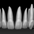 full-arch-frontal.png full anatomy upper and lower teeth 1