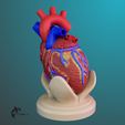 6.png Heart Anatomy For Education