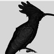 00.jpg The hoopoe 3D model