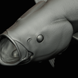 coalfish-open-mouth-statue-box-69.png COALFISH / POLLACHIUS VIRENS trophy with storage space for 3d printing