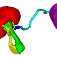 3.png 3D Model of Urinary System - generated from real patient