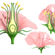 Flower_Color_3.png Parts of A Flower - Ovary Stages