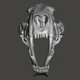 homotherium-4.jpg Fichier STL Crâne de chat à dents de sabre Homotherium・Plan imprimable en 3D à télécharger, Lucas_Kranz