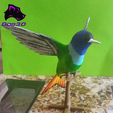 04.png Hummingbird - Colibrí