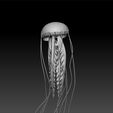 jelly1.jpg jellyfish