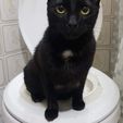 20190527_222257.jpg Cat toilet training kit - Cat toilet training Kit