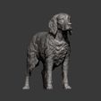 Irish-red-setter6.jpg Irish red setter 3D print model