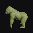 gorilla_0013.jpg Gorilla