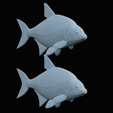 Bream-fish-29.png fish Common bream / Abramis brama solo model detailed texture for 3d printing