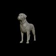 13.jpg Labrador Retriever model 3D print model