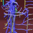 file-22.jpg Venous system thorax abdominal vein labelled 3D model