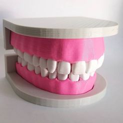 117122903_317851406258454_8389493116935244090_o.jpg STL file dental model dental model dental teeth denture・3D printer model to download