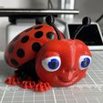 IMG_5747.jpg Articulated ladybug aka. ladybird