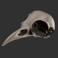 crow3.jpg crow skull STL
