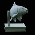 Carp-trophy-statue-28.png fish carp / Cyprinus carpio in motion trophy statue detailed texture for 3d printing