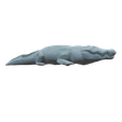 crocodile1.png crocodile